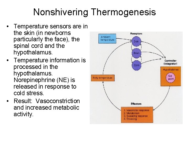 Nonshivering Thermogenesis • Temperature sensors are in the skin (in newborns particularly the face),