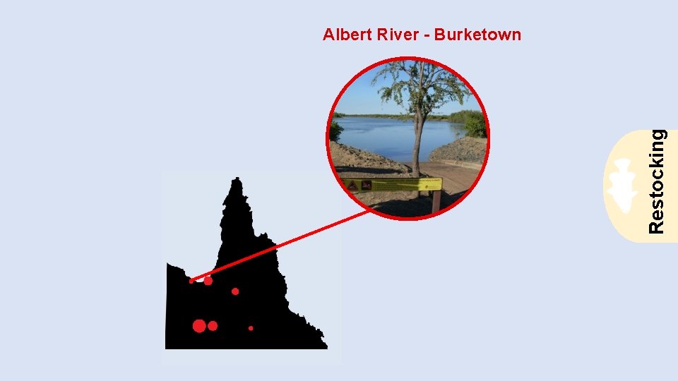 Restocking Albert River - Burketown 