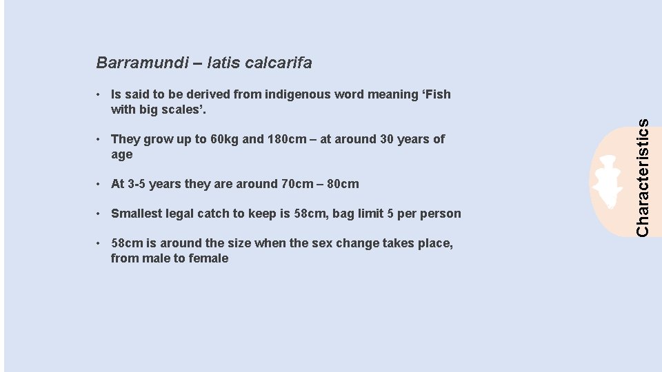 Barramundi – latis calcarifa • At 3 -5 years they are around 70 cm