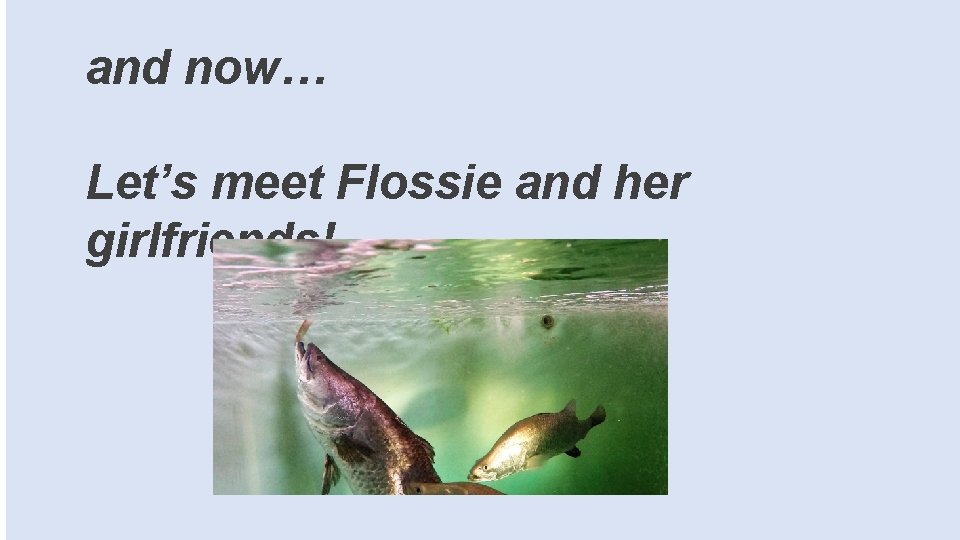 Let’s meet Flossie and her girlfriends! History Restocking Life Cycle and now… 