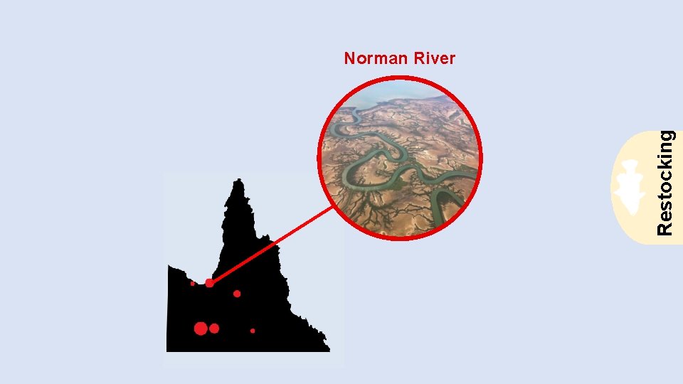 Restocking Norman River 