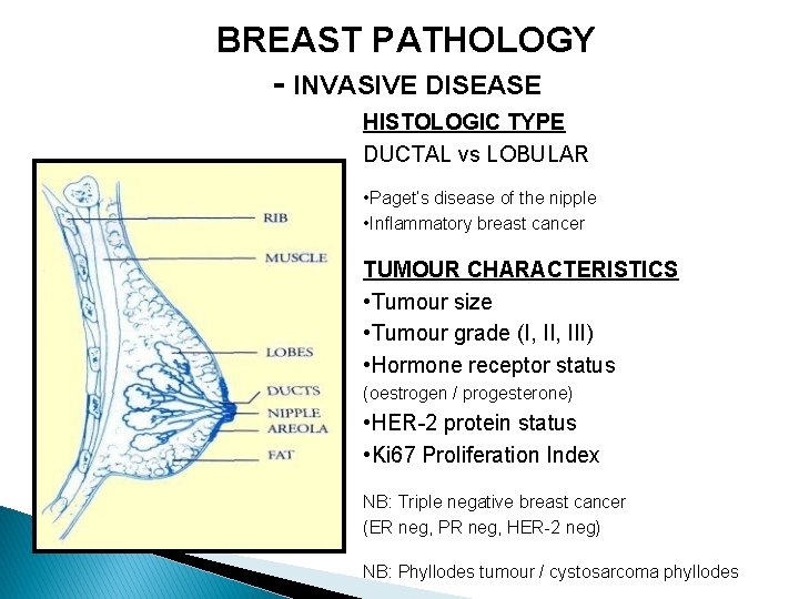 BREAST PATHOLOGY - INVASIVE DISEASE HISTOLOGIC TYPE DUCTAL vs LOBULAR • Paget’s disease of
