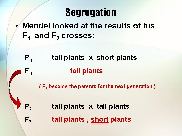 Segregation • Mendel looked at the results of his F 1 and F 2