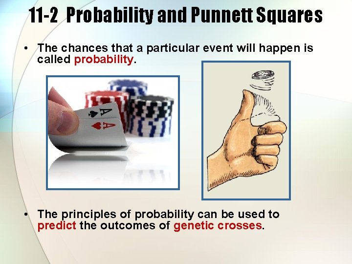 11 -2 Probability and Punnett Squares • The chances that a particular event will