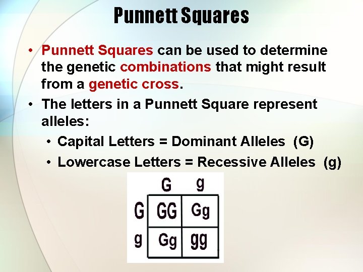 Punnett Squares • Punnett Squares can be used to determine the genetic combinations that