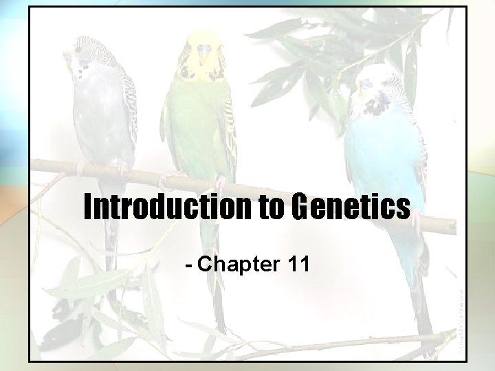 Introduction to Genetics - Chapter 11 