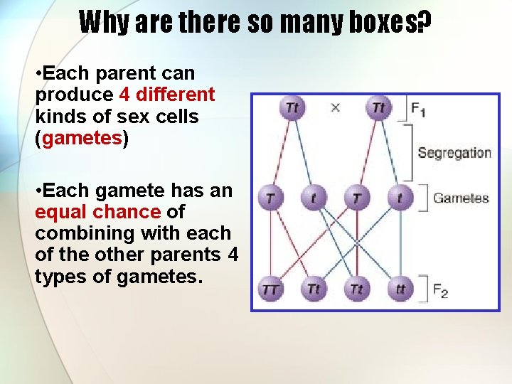 Why are there so many boxes? • Each parent can produce 4 different kinds