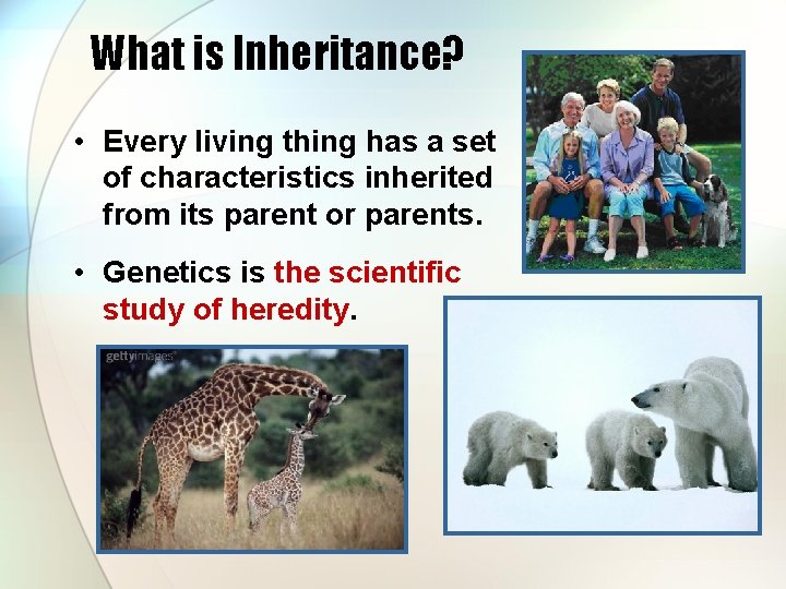 What is Inheritance? • Every living thing has a set of characteristics inherited from