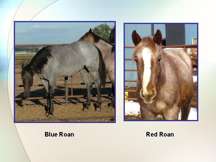 Blue Roan Red Roan 