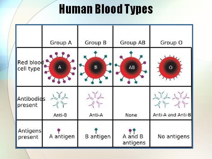 Human Blood Types 