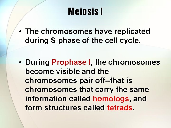 Meiosis I • The chromosomes have replicated during S phase of the cell cycle.