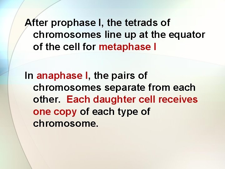 After prophase I, the tetrads of chromosomes line up at the equator of the