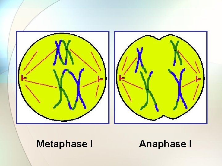 Metaphase I Anaphase I 