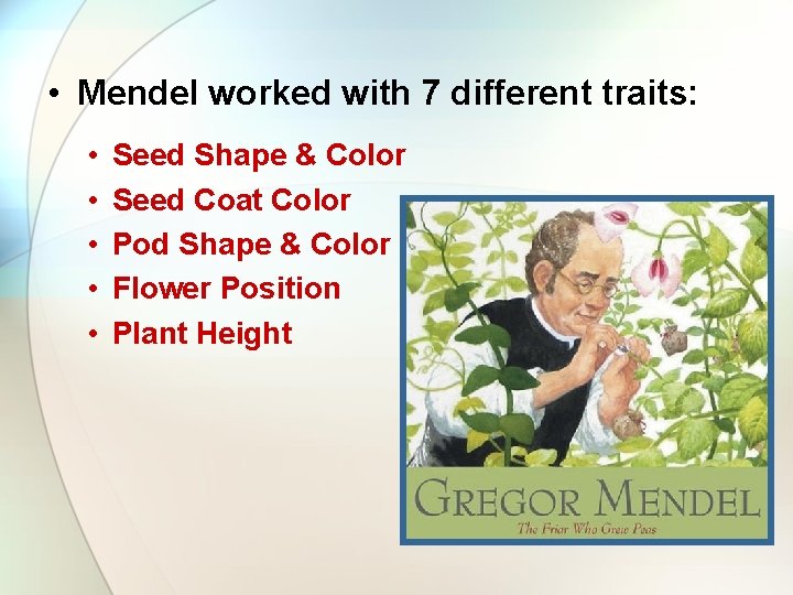  • Mendel worked with 7 different traits: • • • Seed Shape &