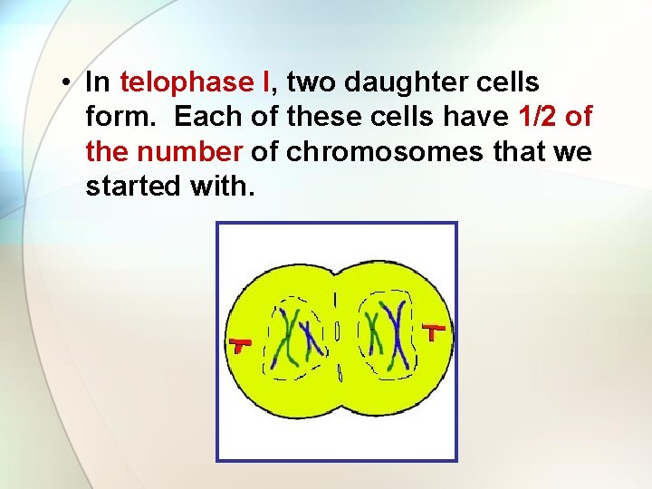  • In telophase I, two daughter cells form. Each of these cells have