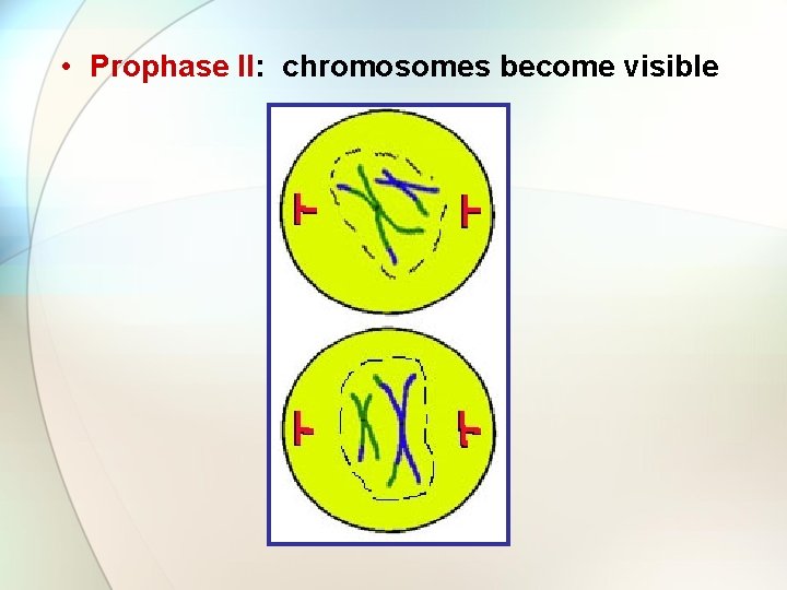  • Prophase II: chromosomes become visible 