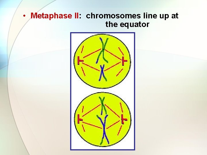  • Metaphase II: chromosomes line up at the equator 