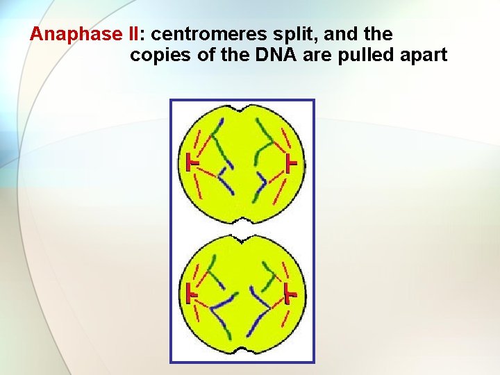 Anaphase II: centromeres split, and the copies of the DNA are pulled apart 