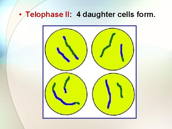  • Telophase II: 4 daughter cells form. 