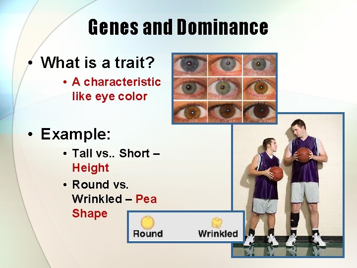 Genes and Dominance • What is a trait? • A characteristic like eye color