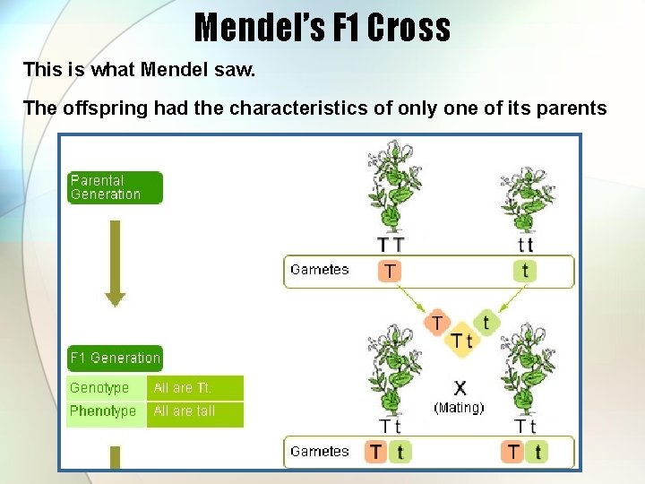 Mendel’s F 1 Cross This is what Mendel saw. The offspring had the characteristics