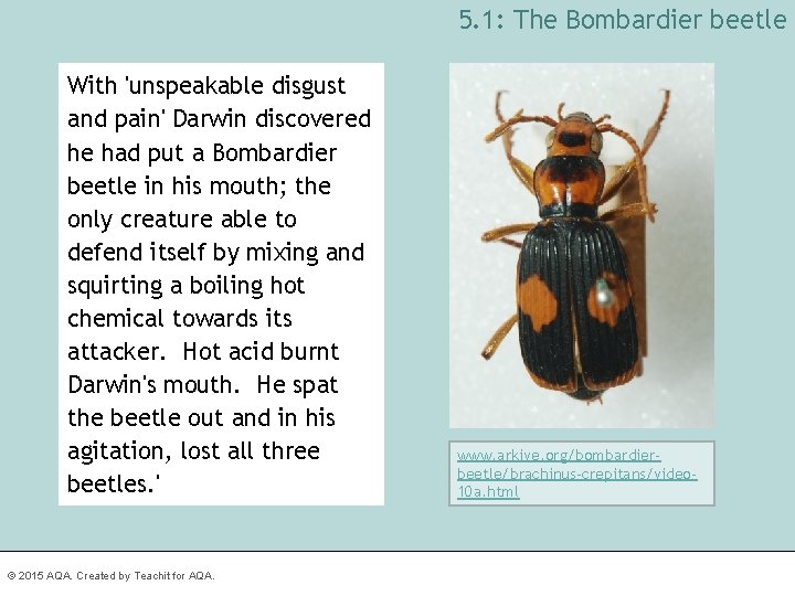 5. 1: The Bombardier beetle With 'unspeakable disgust and pain' Darwin discovered he had
