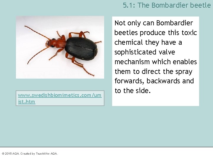 5. 1: The Bombardier beetle www. swedishbiomimetics. com/um ist. htm © 2015 AQA. Created