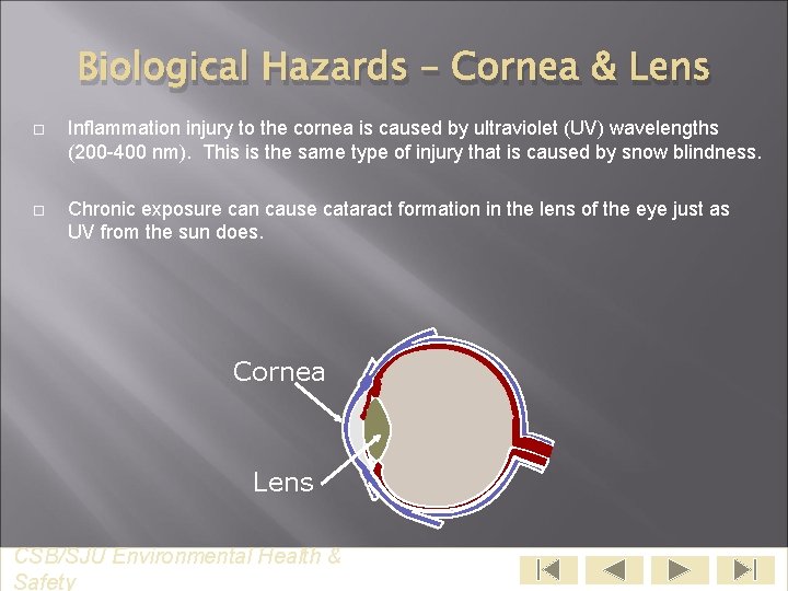 Biological Hazards – Cornea & Lens Inflammation injury to the cornea is caused by