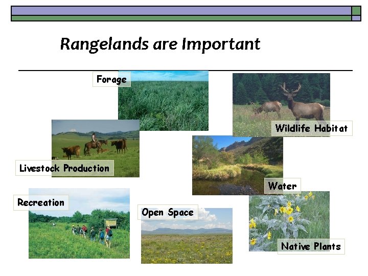 Rangelands are Important Forage Wildlife Habitat Livestock Production Water Recreation Open Space Native Plants