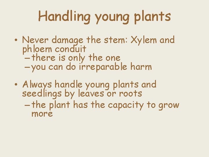 Handling young plants • Never damage the stem: Xylem and phloem conduit – there