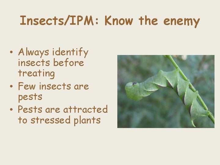 Insects/IPM: Know the enemy • Always identify insects before treating • Few insects are