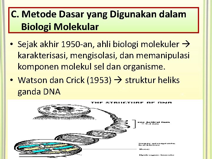 C. Metode Dasar yang Digunakan dalam Biologi Molekular • Sejak akhir 1950 -an, ahli