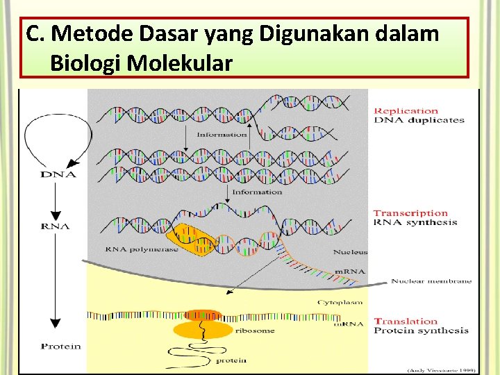 C. Metode Dasar yang Digunakan dalam Biologi Molekular 