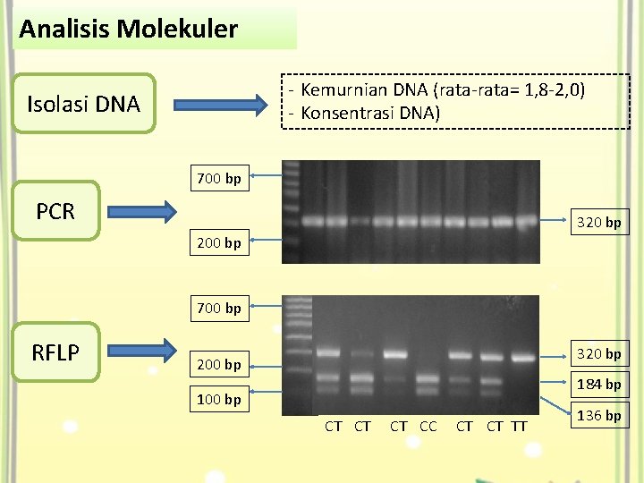 Analisis Molekuler - Kemurnian DNA (rata-rata= 1, 8 -2, 0) - Konsentrasi DNA) Isolasi