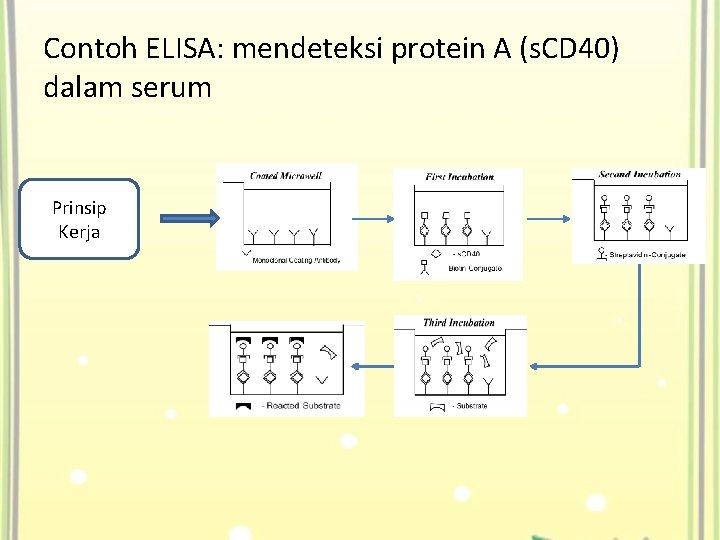 Contoh ELISA: mendeteksi protein A (s. CD 40) dalam serum Prinsip Kerja 