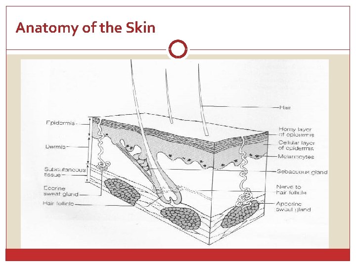 Anatomy of the Skin 