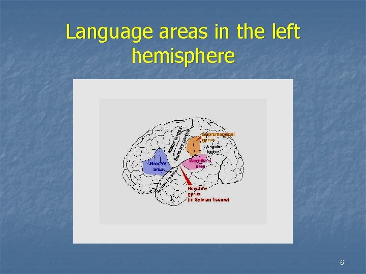 Language areas in the left hemisphere 6 