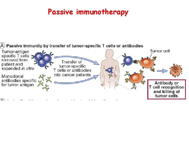 Passive immunotherapy 