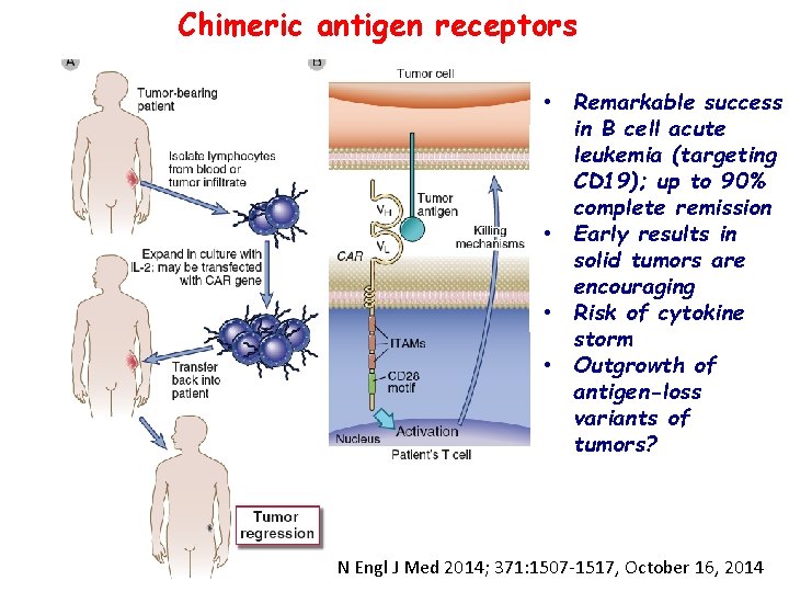 Chimeric antigen receptors • Remarkable success in B cell acute leukemia (targeting CD 19);
