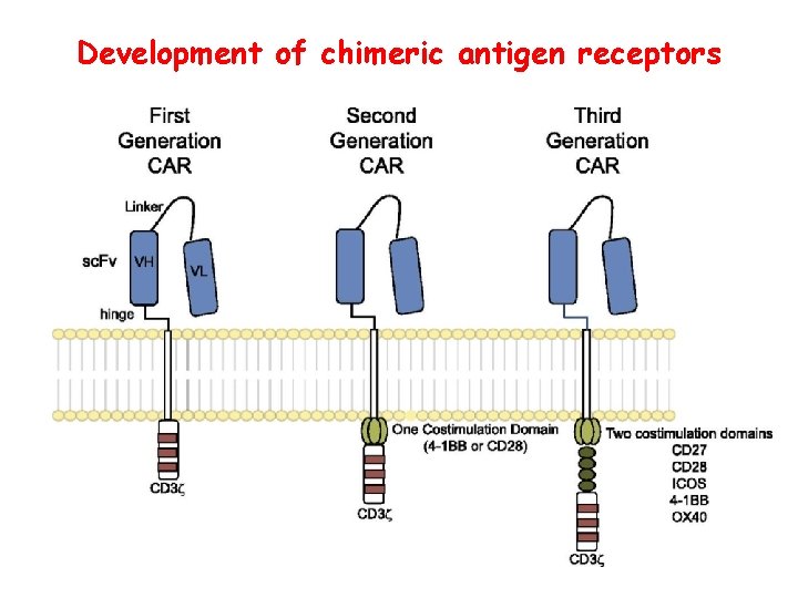 Development of chimeric antigen receptors 