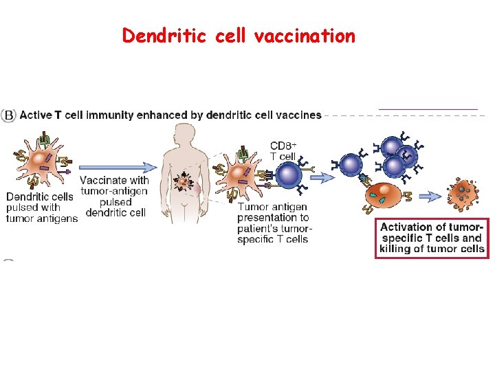 Dendritic cell vaccination 