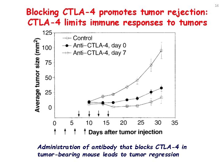 Blocking CTLA-4 promotes tumor rejection: CTLA-4 limits immune responses to tumors Administration of antibody