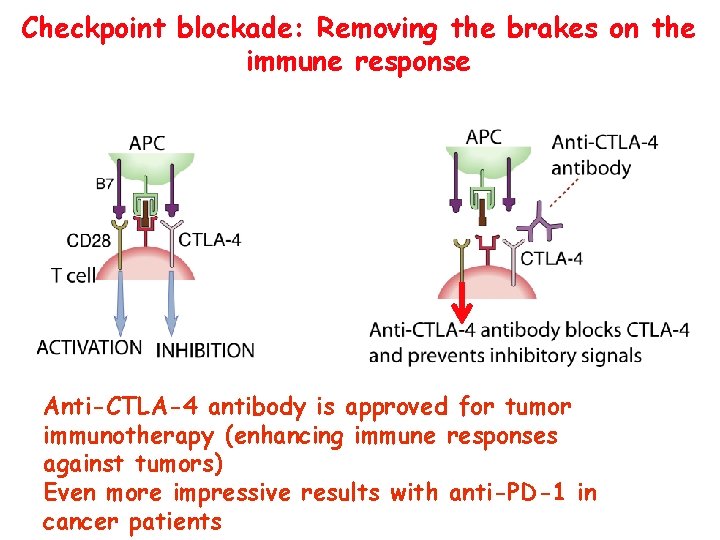 Checkpoint blockade: Removing the brakes on the immune response Anti-CTLA-4 antibody is approved for