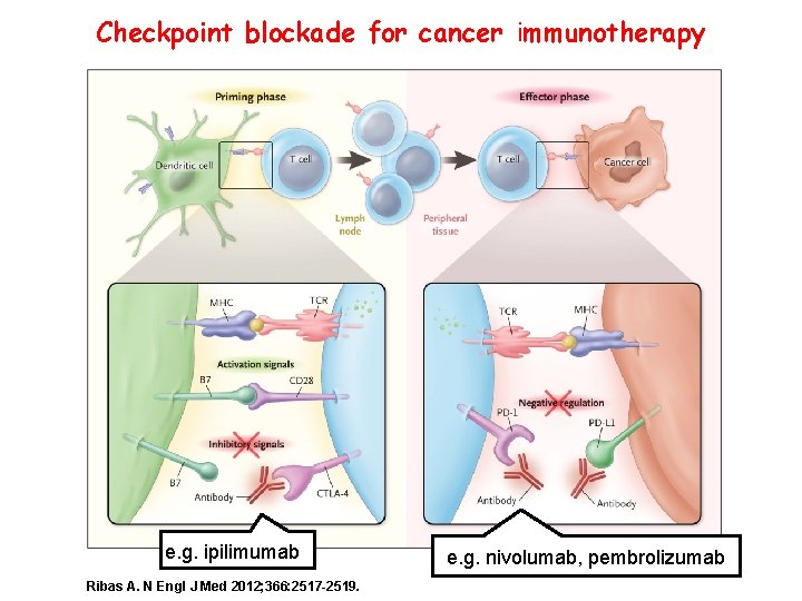 Checkpoint blockade for cancer immunotherapy e. g. ipilimumab Ribas A. N Engl J Med