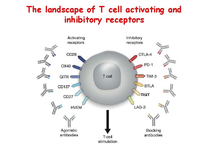 The landscape of T cell activating and inhibitory receptors TIGIT 