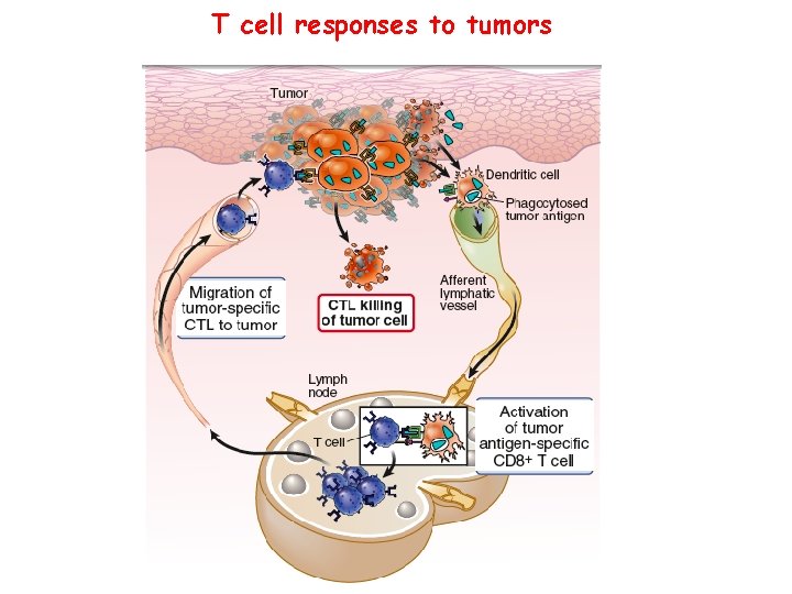 T cell responses to tumors 