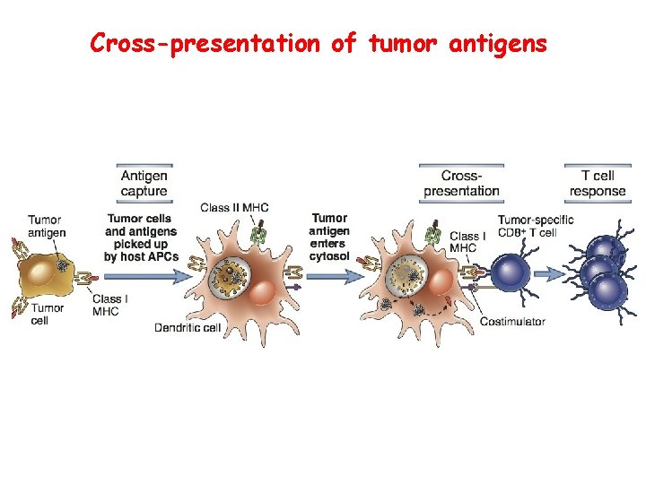 Cross-presentation of tumor antigens 