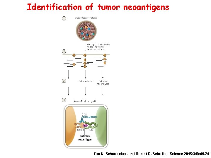 Identification of tumor neoantigens Ton N. Schumacher, and Robert D. Schreiber Science 2015; 348: