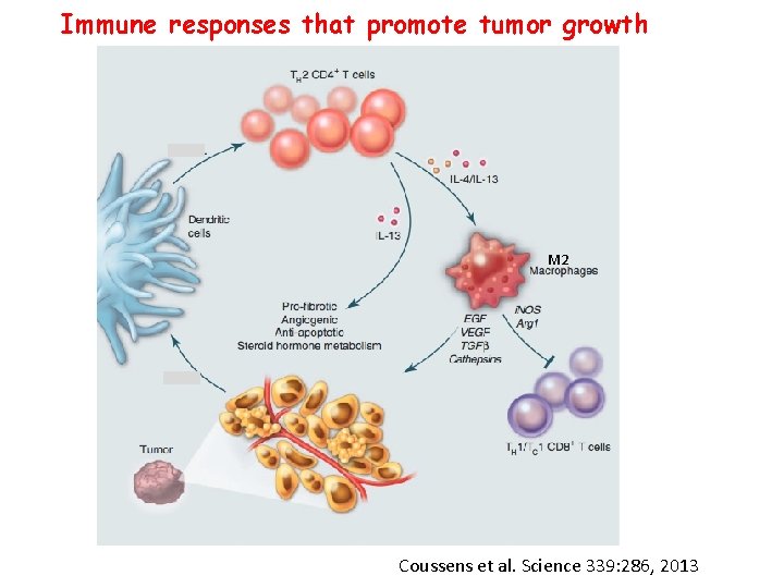 Immune responses that promote tumor growth M 2 Coussens et al. Science 339: 286,