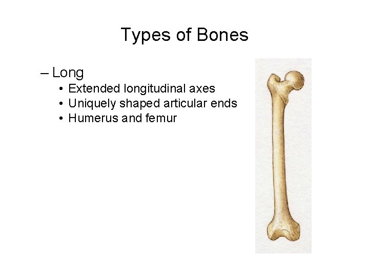 Types of Bones – Long • Extended longitudinal axes • Uniquely shaped articular ends